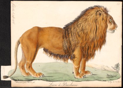 Felis leo - 1818-1842 - Print - Iconographia Zoologica - Special Collections University of Amsterdam - UBA01 IZ22100029