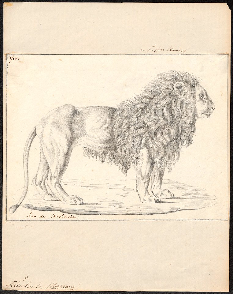 Felis leo - 1818-1842 - Print - Iconographia Zoologica - Special Collections University of Amsterdam - UBA01 IZ22100065