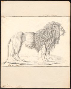 Felis leo - 1818-1842 - Print - Iconographia Zoologica - Special Collections University of Amsterdam - UBA01 IZ22100065