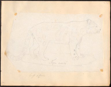 Felis macroscelis - 1818-1842 - Print - Iconographia Zoologica - Special Collections University of Amsterdam - UBA01 IZ22100111