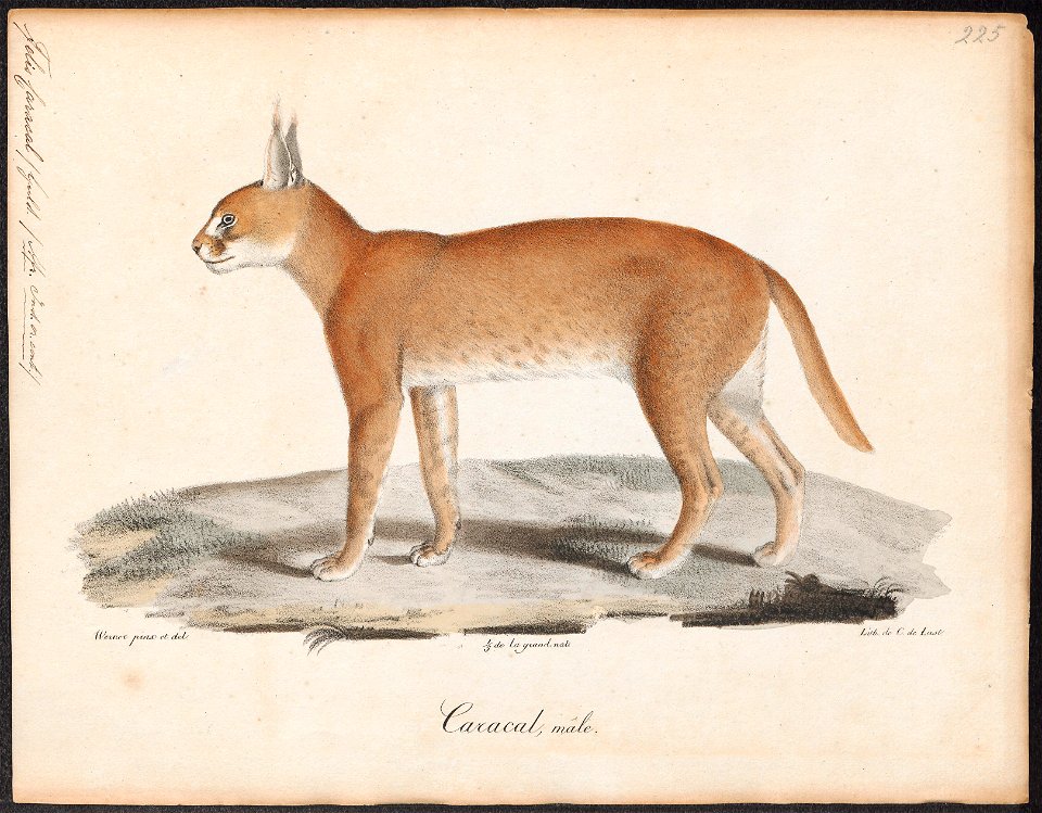 Felis caracal - 1818-1842 - Print - Iconographia Zoologica - Special Collections University of Amsterdam - UBA01 IZ22100352