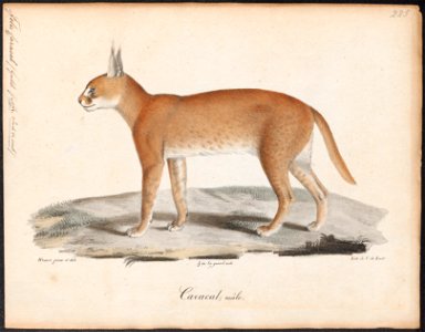 Felis caracal - 1818-1842 - Print - Iconographia Zoologica - Special Collections University of Amsterdam - UBA01 IZ22100352