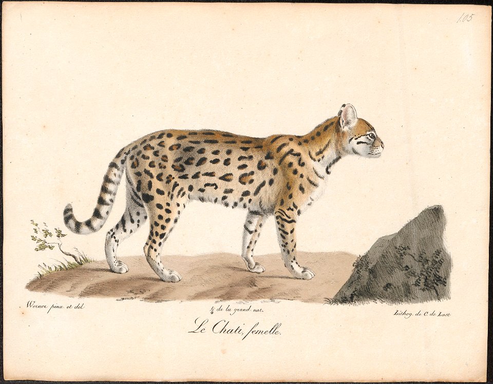 Felis mitis - 1818-1842 - Print - Iconographia Zoologica - Special Collections University of Amsterdam - UBA01 IZ22100250