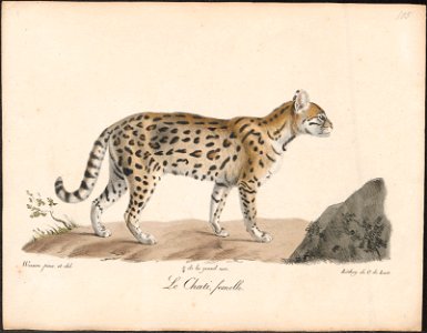Felis mitis - 1818-1842 - Print - Iconographia Zoologica - Special Collections University of Amsterdam - UBA01 IZ22100250