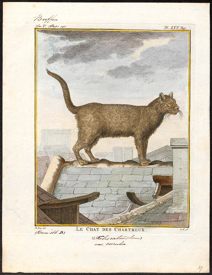 Felis catus - 1700-1880 - Print - Iconographia Zoologica - Special Collections University of Amsterdam - UBA01 IZ22100288