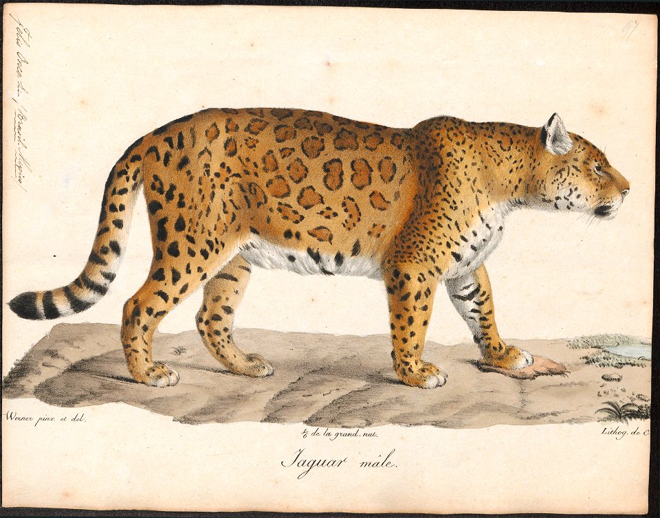 Felis onca - 1818-1842 - Print - Iconographia Zoologica - Special Collections University of Amsterdam - UBA01 IZ22100176