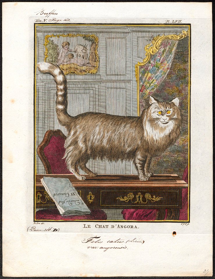 Felis catus var. angorensis - 1700-1880 - Print - Iconographia Zoologica - Special Collections University of Amsterdam - UBA01 IZ22100125