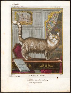 Felis catus var. angorensis - 1700-1880 - Print - Iconographia Zoologica - Special Collections University of Amsterdam - UBA01 IZ22100125