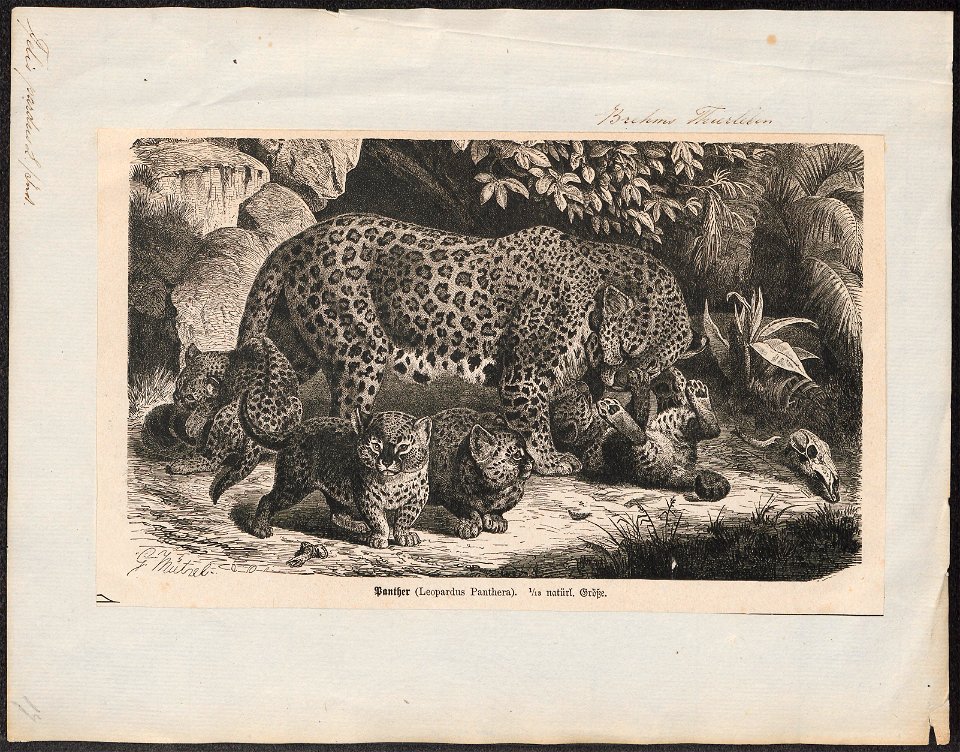 Felis pardus - 1700-1880 - Print - Iconographia Zoologica - Special Collections University of Amsterdam - UBA01 IZ22100212