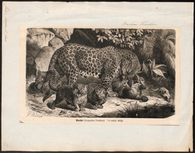 Felis pardus - 1700-1880 - Print - Iconographia Zoologica - Special Collections University of Amsterdam - UBA01 IZ22100212