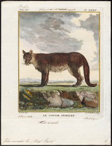 Felis concolor - 1700-1880 - Print - Iconographia Zoologica - Special Collections University of Amsterdam - UBA01 IZ22100318