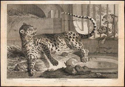 Felis pardus - 1700-1880 - Print - Iconographia Zoologica - Special Collections University of Amsterdam - UBA01 IZ22100240