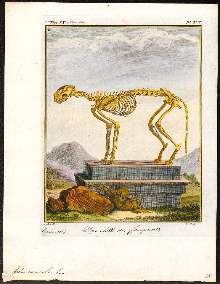 Felis concolor - skelet - 1700-1880 - Print - Iconographia Zoologica - Special Collections University of Amsterdam - UBA01 IZ22100326