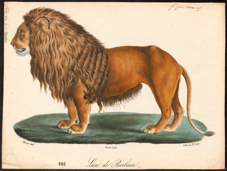 Felis leo - 1818-1842 - Print - Iconographia Zoologica - Special Collections University of Amsterdam - UBA01 IZ22100007