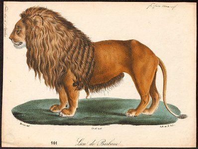 Felis leo - 1818-1842 - Print - Iconographia Zoologica - Special Collections University of Amsterdam - UBA01 IZ22100007