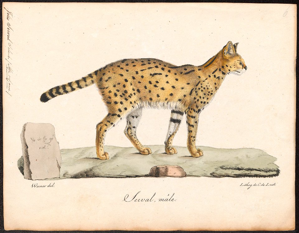 Felis serval - 1818-1842 - Print - Iconographia Zoologica - Special Collections University of Amsterdam - UBA01 IZ22100334