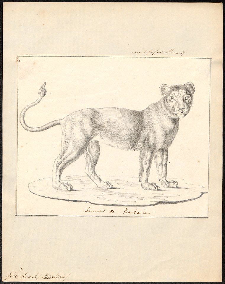 Felis leo - 1818-1842 - Print - Iconographia Zoologica - Special Collections University of Amsterdam - UBA01 IZ22100061