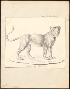 Felis leo - 1818-1842 - Print - Iconographia Zoologica - Special Collections University of Amsterdam - UBA01 IZ22100061