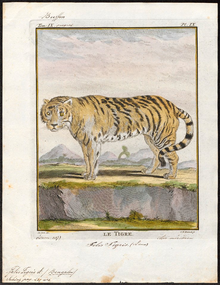 Felis tigris - 1700-1880 - Print - Iconographia Zoologica - Special Collections University of Amsterdam - UBA01 IZ22100105