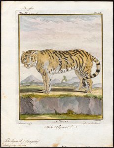 Felis tigris - 1700-1880 - Print - Iconographia Zoologica - Special Collections University of Amsterdam - UBA01 IZ22100105