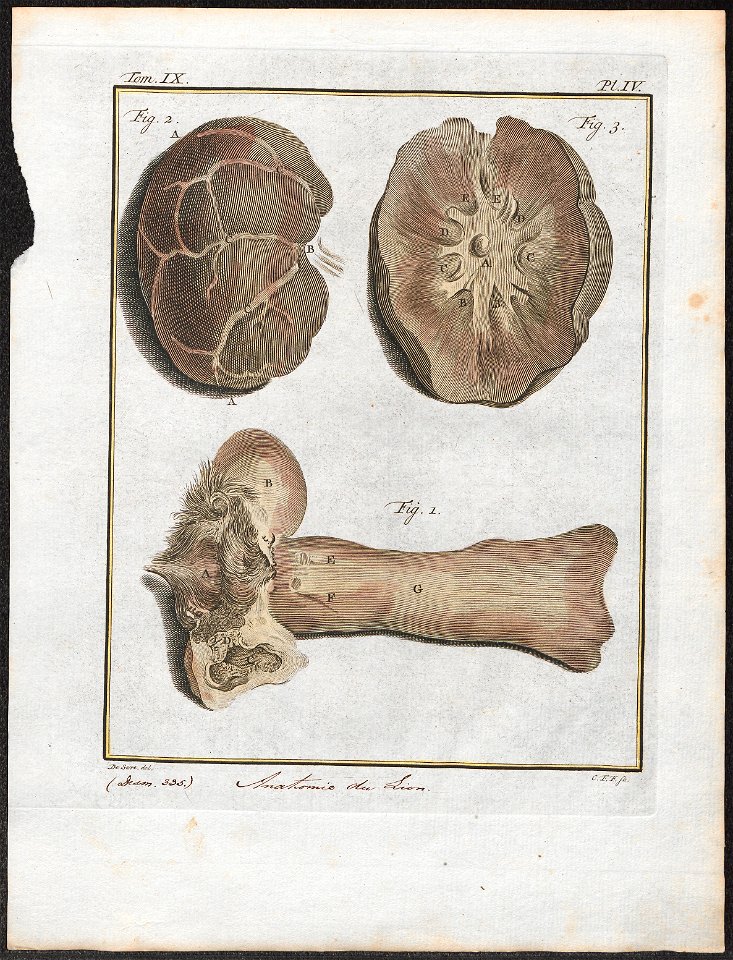 Felis leo - anatomie - 1700-1880 - Print - Iconographia Zoologica - Special Collections University of Amsterdam - UBA01 IZ22100033