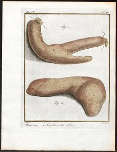 Felis leo - anatomie - 1700-1880 - Print - Iconographia Zoologica - Special Collections University of Amsterdam - UBA01 IZ22100041