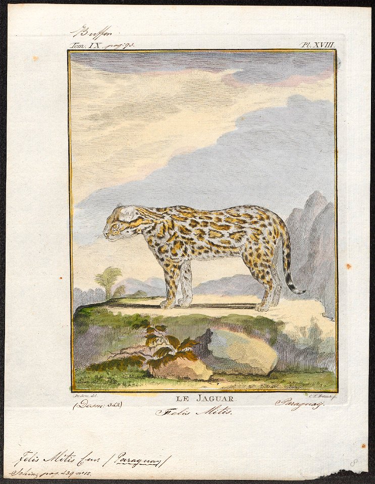 Felis mitis - 1700-1880 - Print - Iconographia Zoologica - Special Collections University of Amsterdam - UBA01 IZ22100186