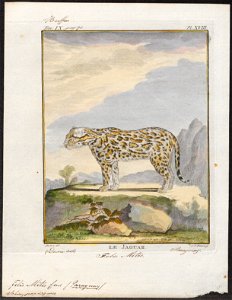 Felis mitis - 1700-1880 - Print - Iconographia Zoologica - Special Collections University of Amsterdam - UBA01 IZ22100186