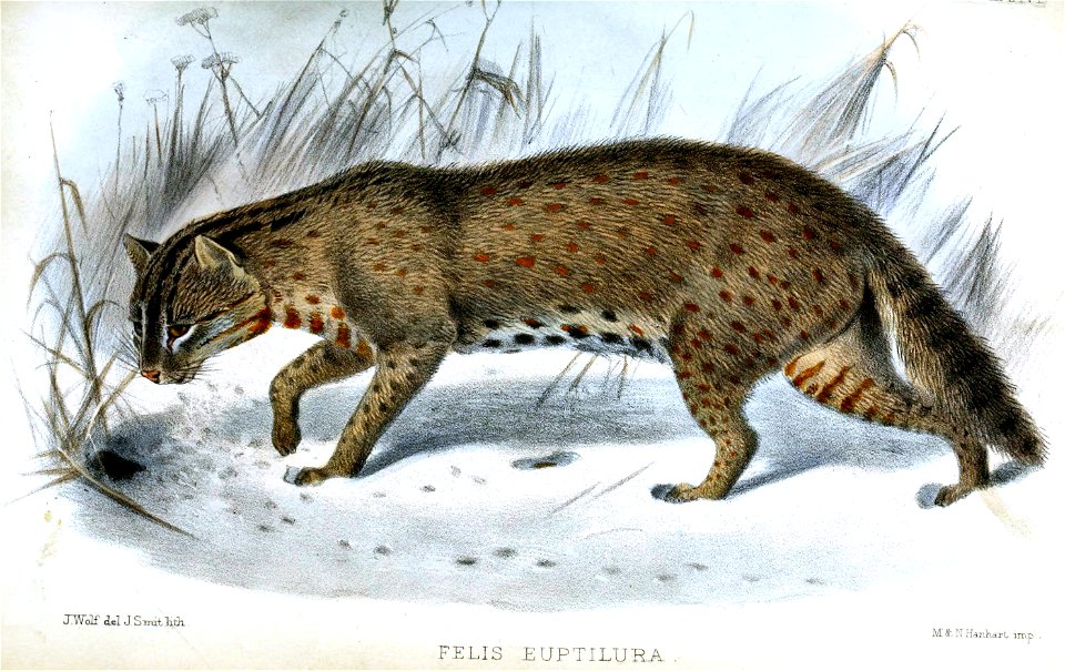 FelisEuptiluraWolfSmit