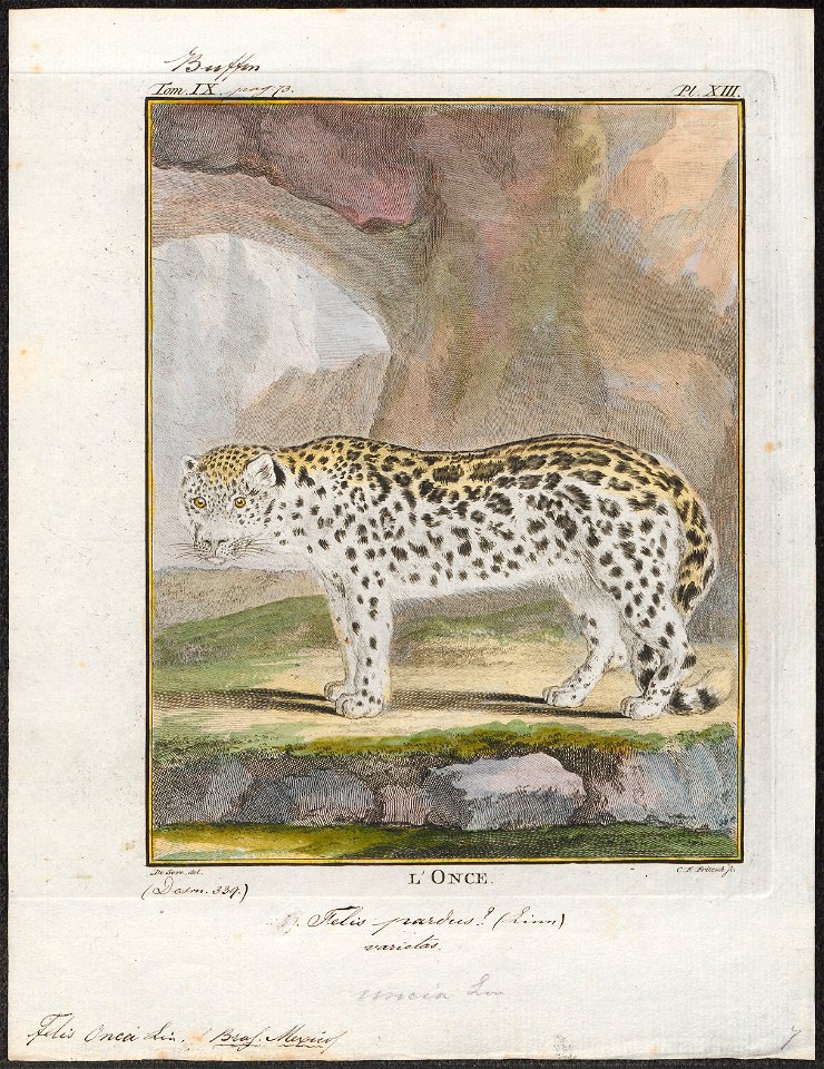 Felis onca - 1700-1880 - Print - Iconographia Zoologica - Special Collections University of Amsterdam - UBA01 IZ22100168