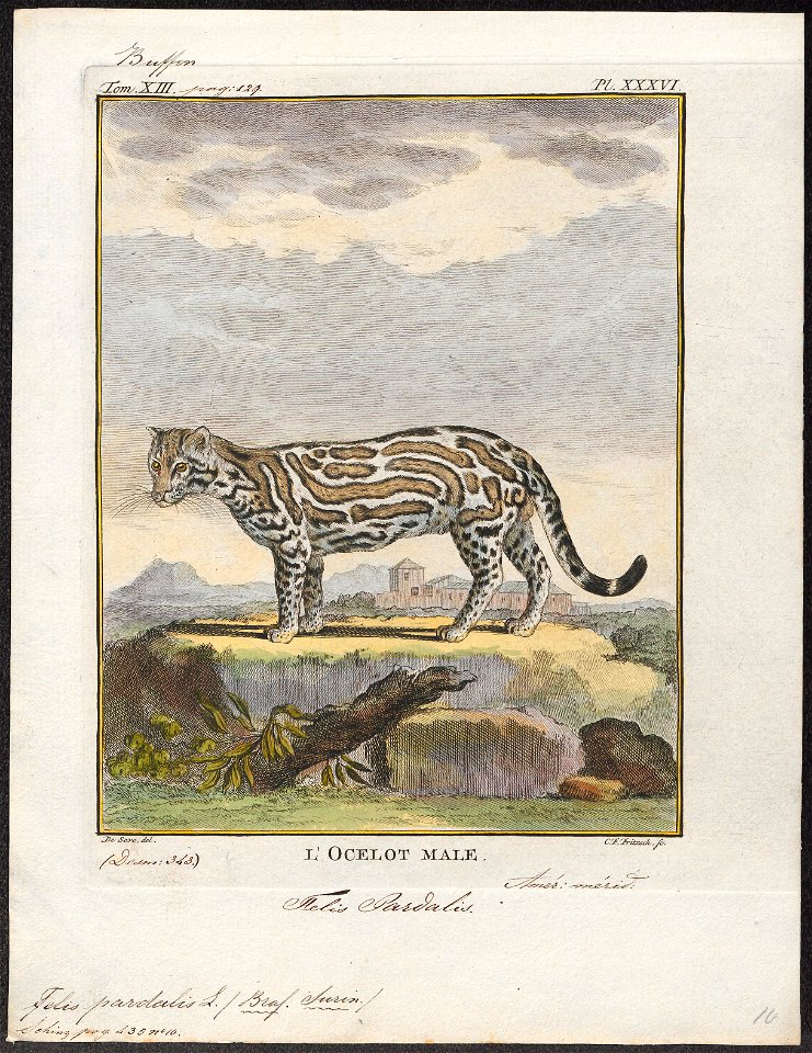 Felis pardalis - 1700-1880 - Print - Iconographia Zoologica - Special Collections University of Amsterdam - UBA01 IZ22100194