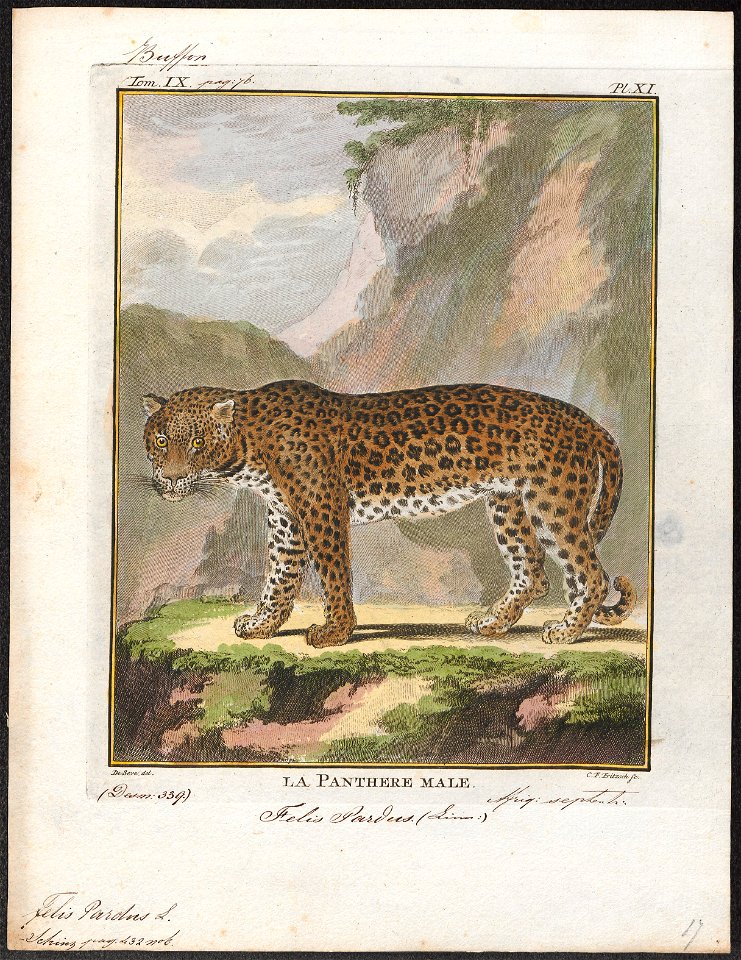 Felis pardus - 1700-1880 - Print - Iconographia Zoologica - Special Collections University of Amsterdam - UBA01 IZ22100222