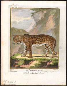 Felis pardus - 1700-1880 - Print - Iconographia Zoologica - Special Collections University of Amsterdam - UBA01 IZ22100222