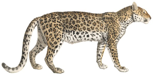 Felis pardus - 1818-1842 - Print - Iconographia Zoologica - Special Collections University of Amsterdam - (white background). Free illustration for personal and commercial use.