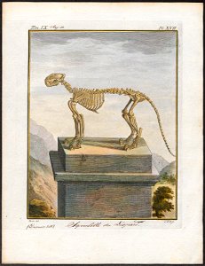 Felis pardus - skelet - 1700-1880 - Print - Iconographia Zoologica - Special Collections University of Amsterdam - UBA01 IZ22100129