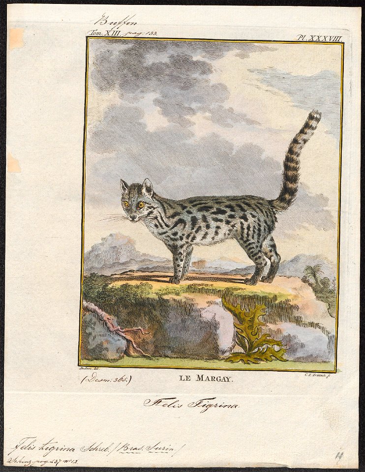Felis tigrina - 1700-1880 - Print - Iconographia Zoologica - Special Collections University of Amsterdam - UBA01 IZ22100236