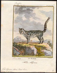 Felis tigrina - 1700-1880 - Print - Iconographia Zoologica - Special Collections University of Amsterdam - UBA01 IZ22100236