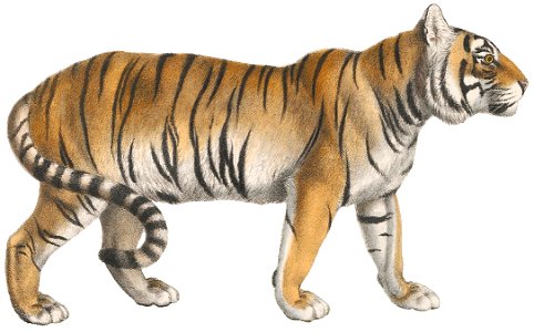 Felis tigris - 1818-1842 - Print - Iconographia Zoologica - Special Collections University of Amsterdam -(white background)