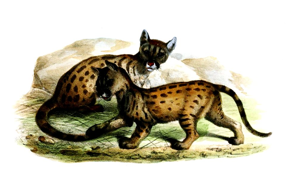 FelisConcolorWolf