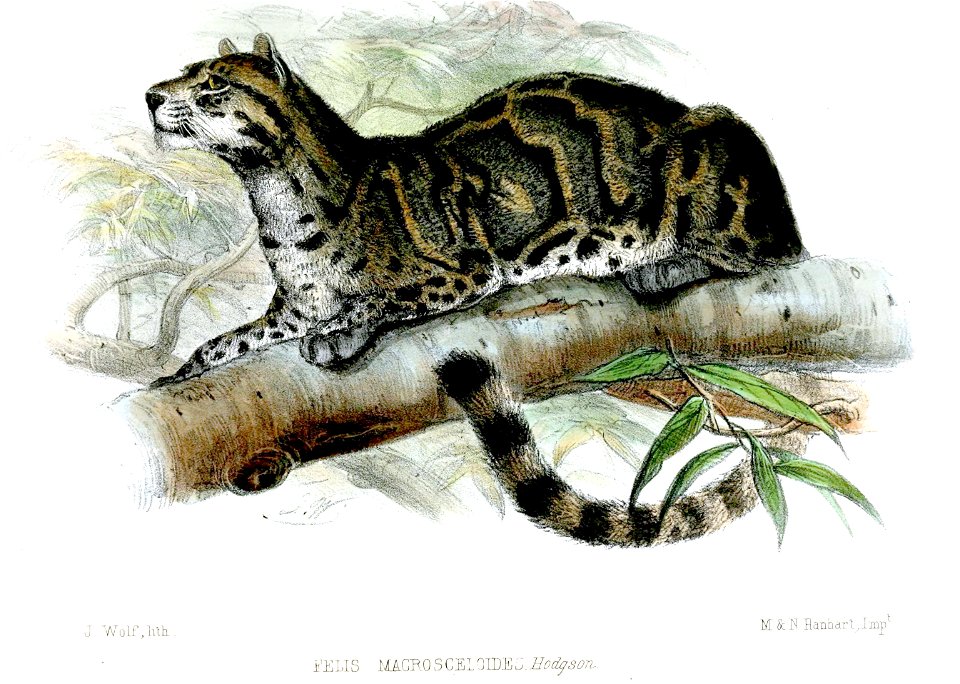 FelisMacrosceloidesWolf