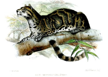 FelisMacrosceloidesWolf