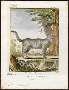 Felis catus - 1700-1880 - Print - Iconographia Zoologica - Special Collections University of Amsterdam - UBA01 IZ22100119