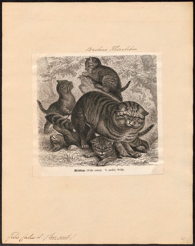 Felis catus - 1700-1880 - Print - Iconographia Zoologica - Special Collections University of Amsterdam - UBA01 IZ22100300
