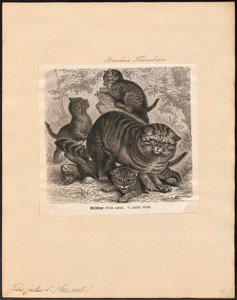 Felis catus - 1700-1880 - Print - Iconographia Zoologica - Special Collections University of Amsterdam - UBA01 IZ22100300