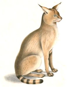 Felis chaus affinis Hardwicke