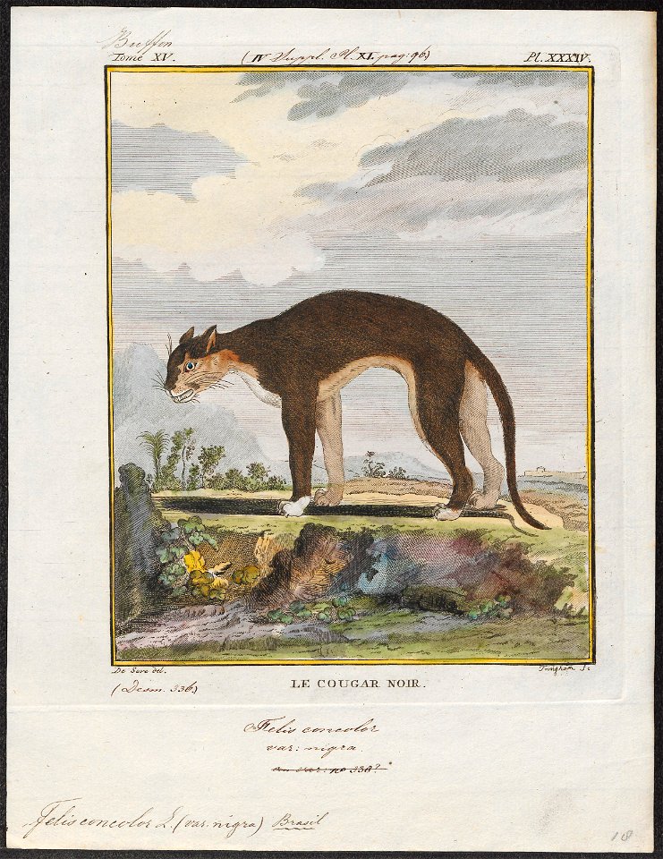 Felis concolor - 1700-1880 - Print - Iconographia Zoologica - Special Collections University of Amsterdam - UBA01 IZ22100320
