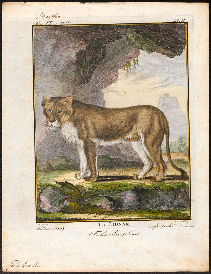 Felis leo - 1700-1880 - Print - Iconographia Zoologica - Special Collections University of Amsterdam - UBA01 IZ22100005