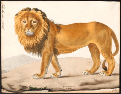 Felis leo - 1818-1842 - Print - Iconographia Zoologica - Special Collections University of Amsterdam - UBA01 IZ22100017
