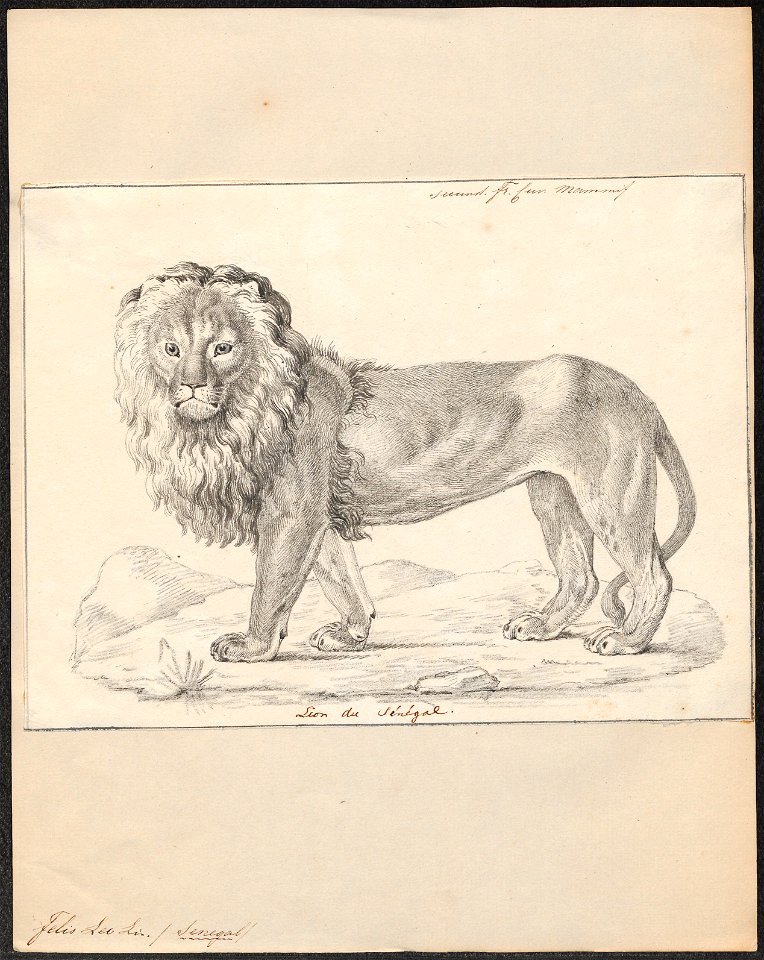 Felis leo - 1818-1842 - Print - Iconographia Zoologica - Special Collections University of Amsterdam - UBA01 IZ22100063