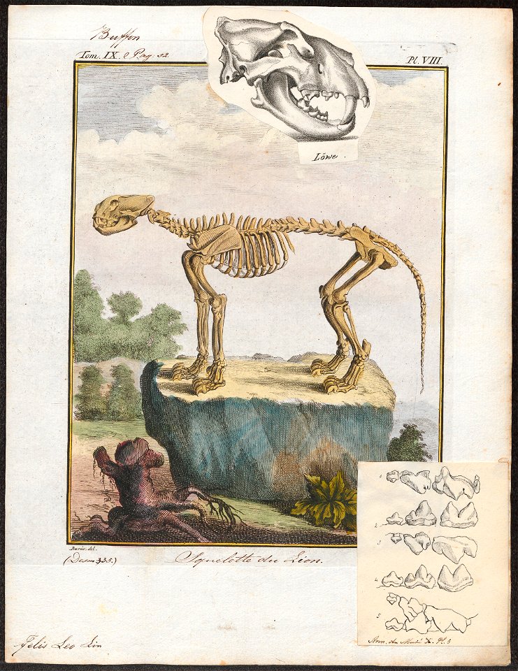 Felis leo - skelet - 1700-1880 - Print - Iconographia Zoologica - Special Collections University of Amsterdam - UBA01 IZ22100011